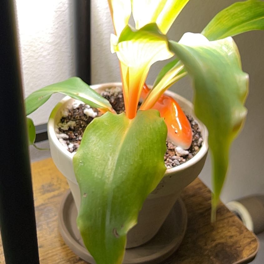 Potted Katherine Blood-Lily with some yellowing and browning leaves, visible soil.