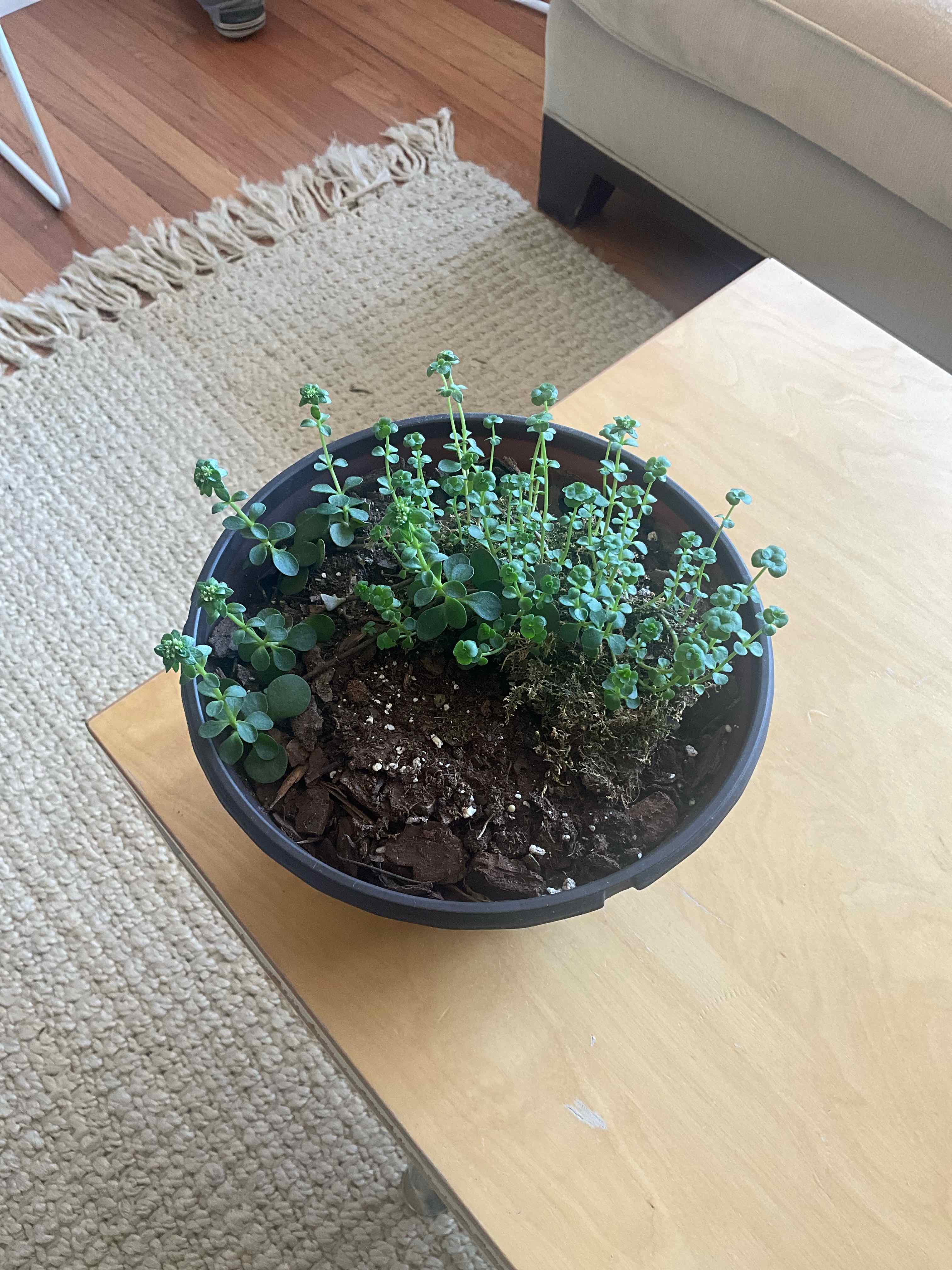 Potted Woodland Stonecrop plant on a table with visible soil and healthy green leaves.