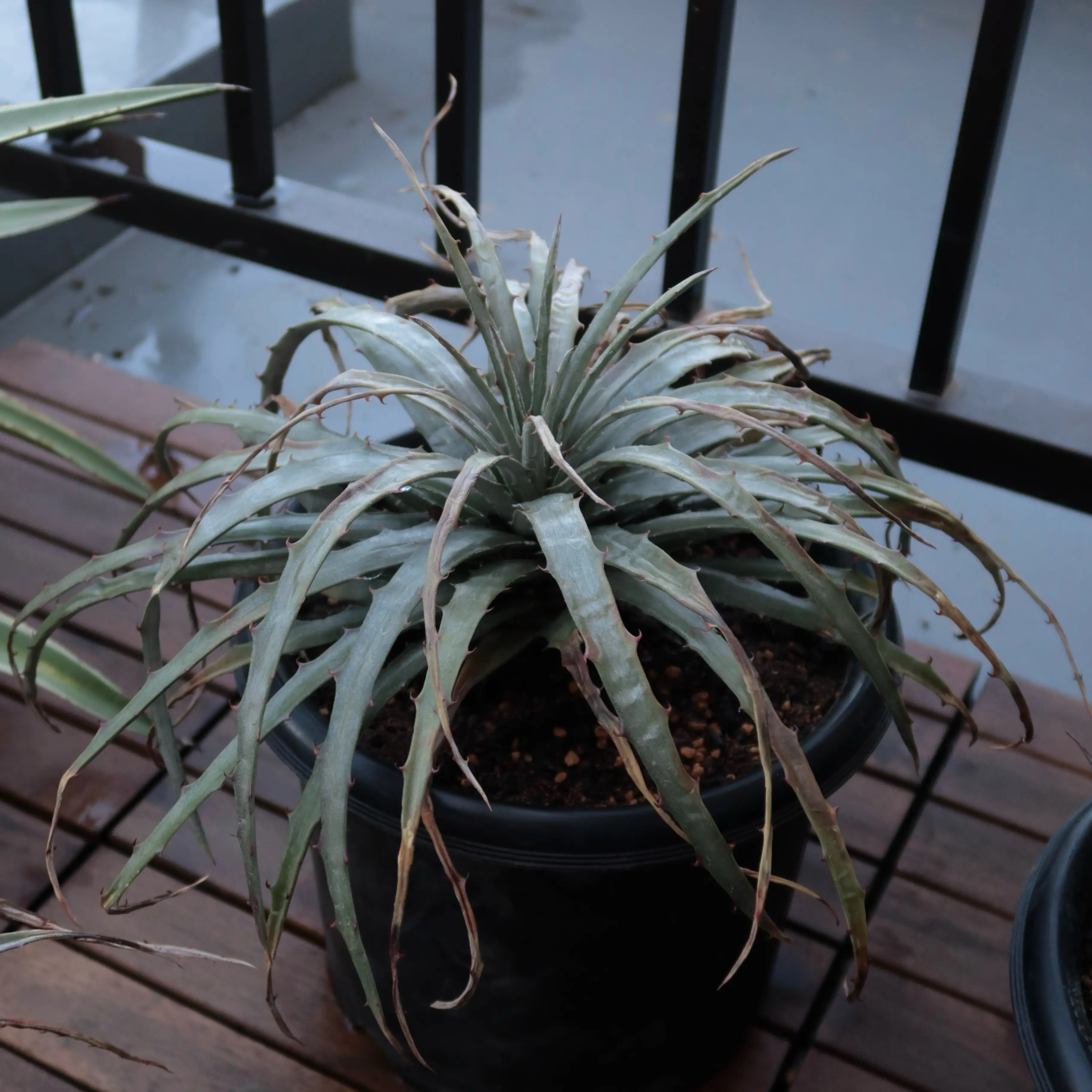 Photo of the plant species Guapilla by @takanori named Dolores on Greg, the plant care app