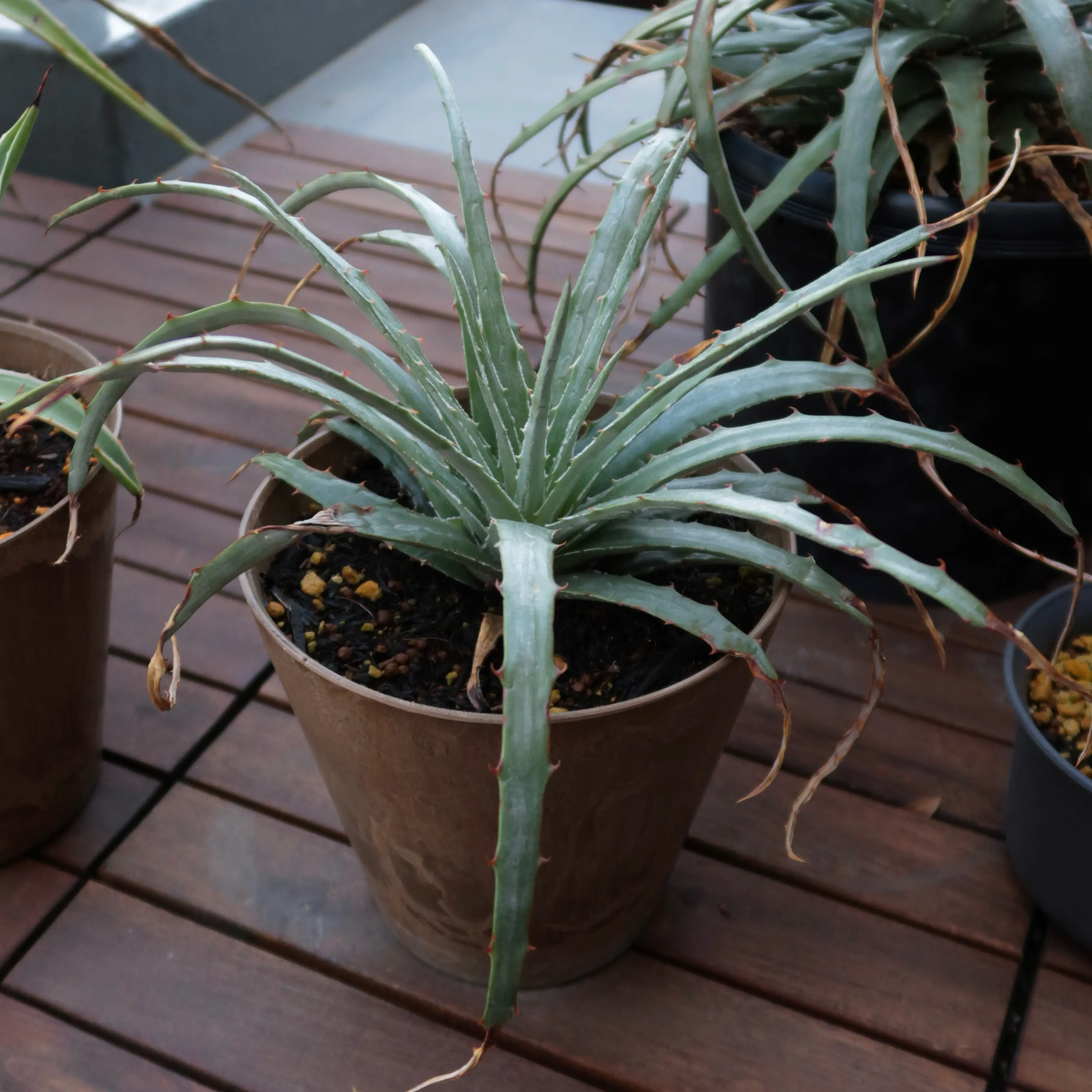 Photo of the plant species Guapilla by @takanori named Athena on Greg, the plant care app