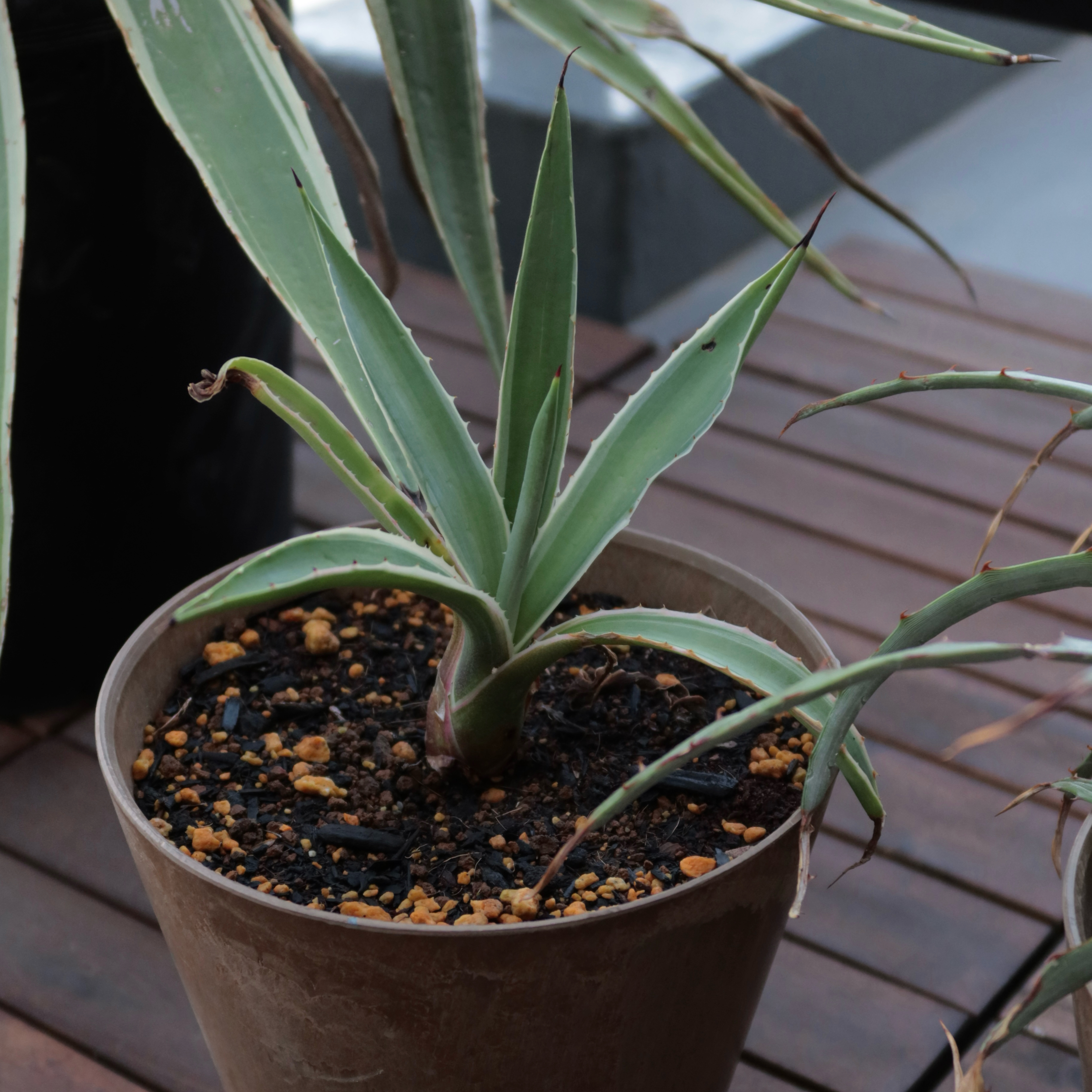 Photo of the plant species Caribbean Agave by @takanori named Robert Plant on Greg, the plant care app