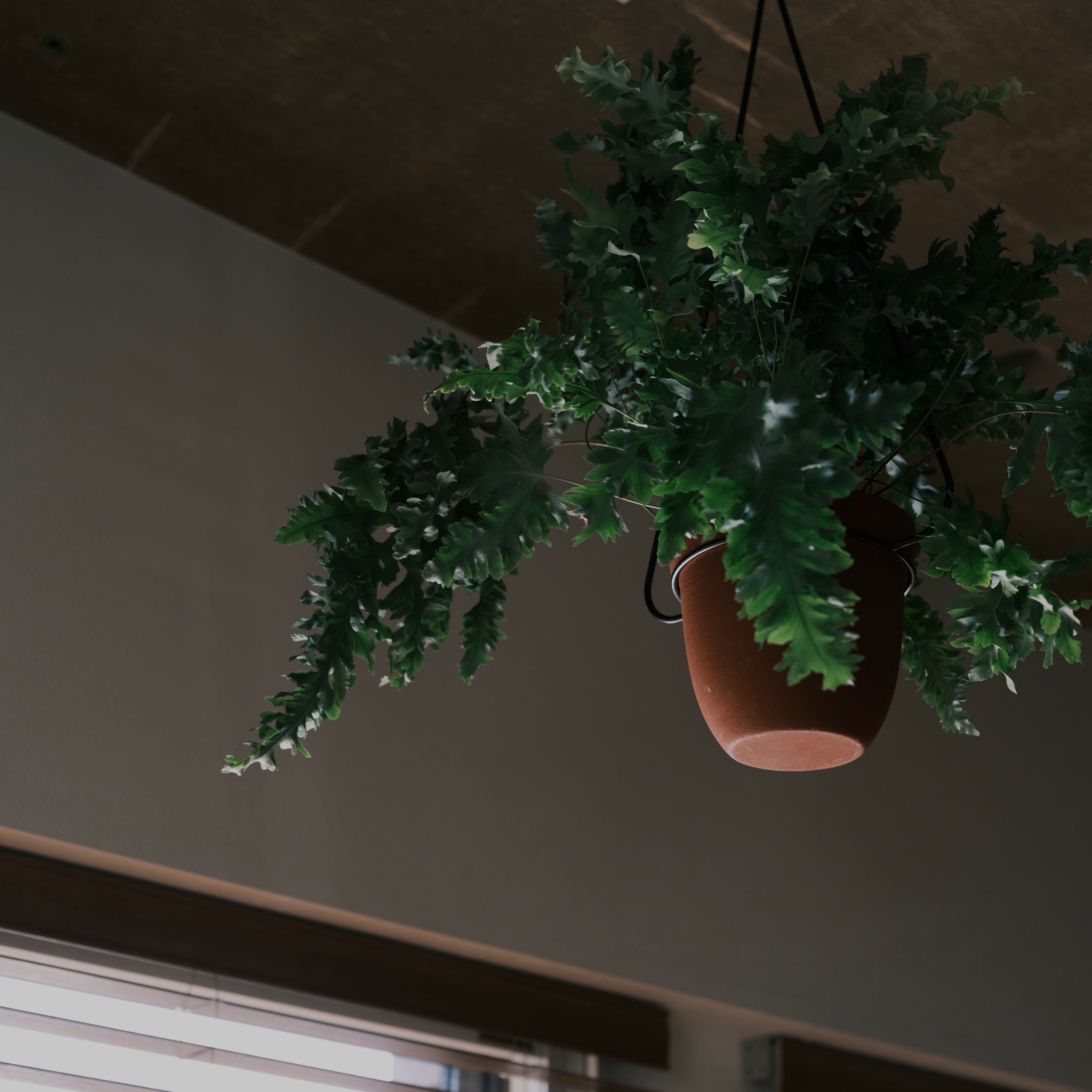 Phlebodium 'Davana' plant in a hanging pot, healthy green leaves.