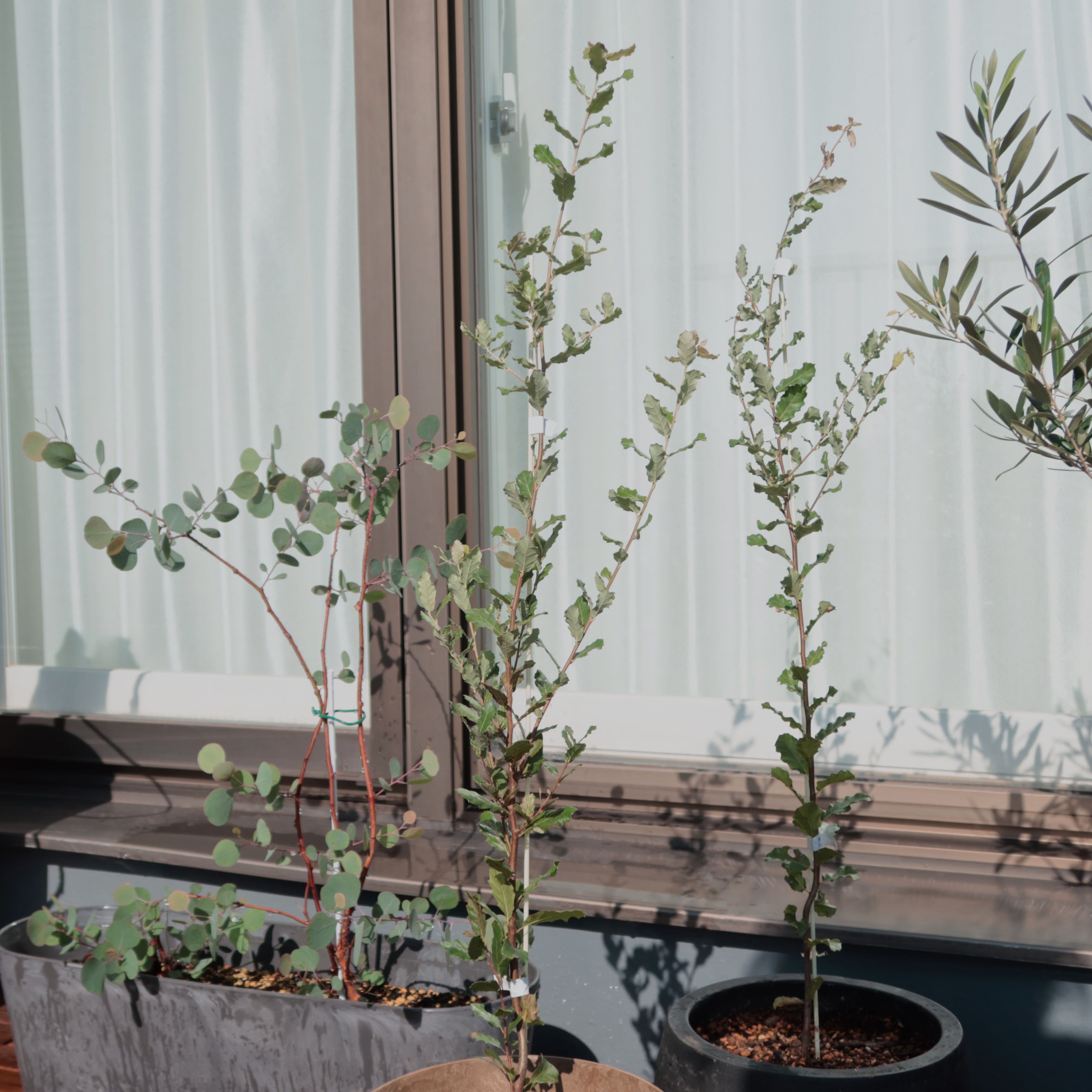 Photo of the plant species Cork Oak by @takanori named Nithin on Greg, the plant care app