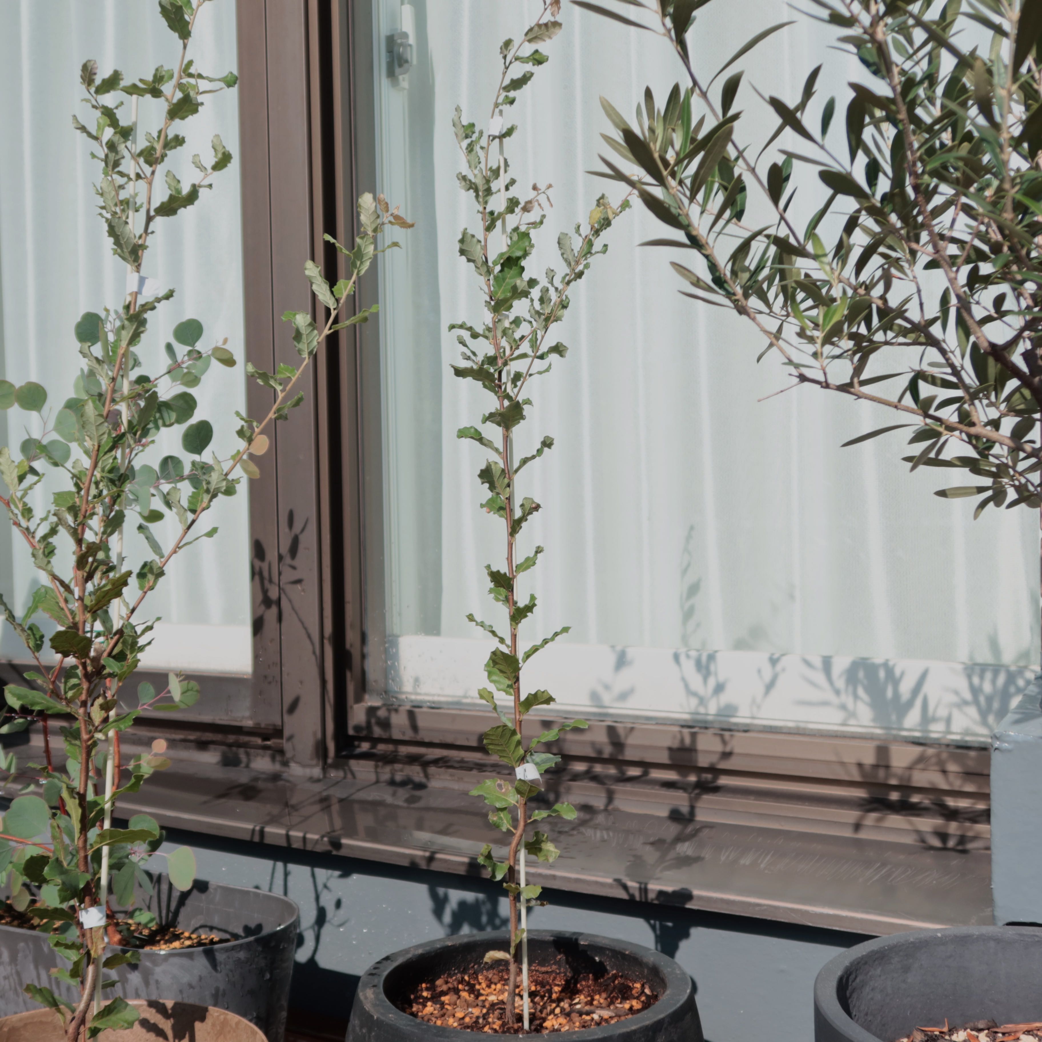 Photo of the plant species Cork Oak by @takanori named Madonna on Greg, the plant care app