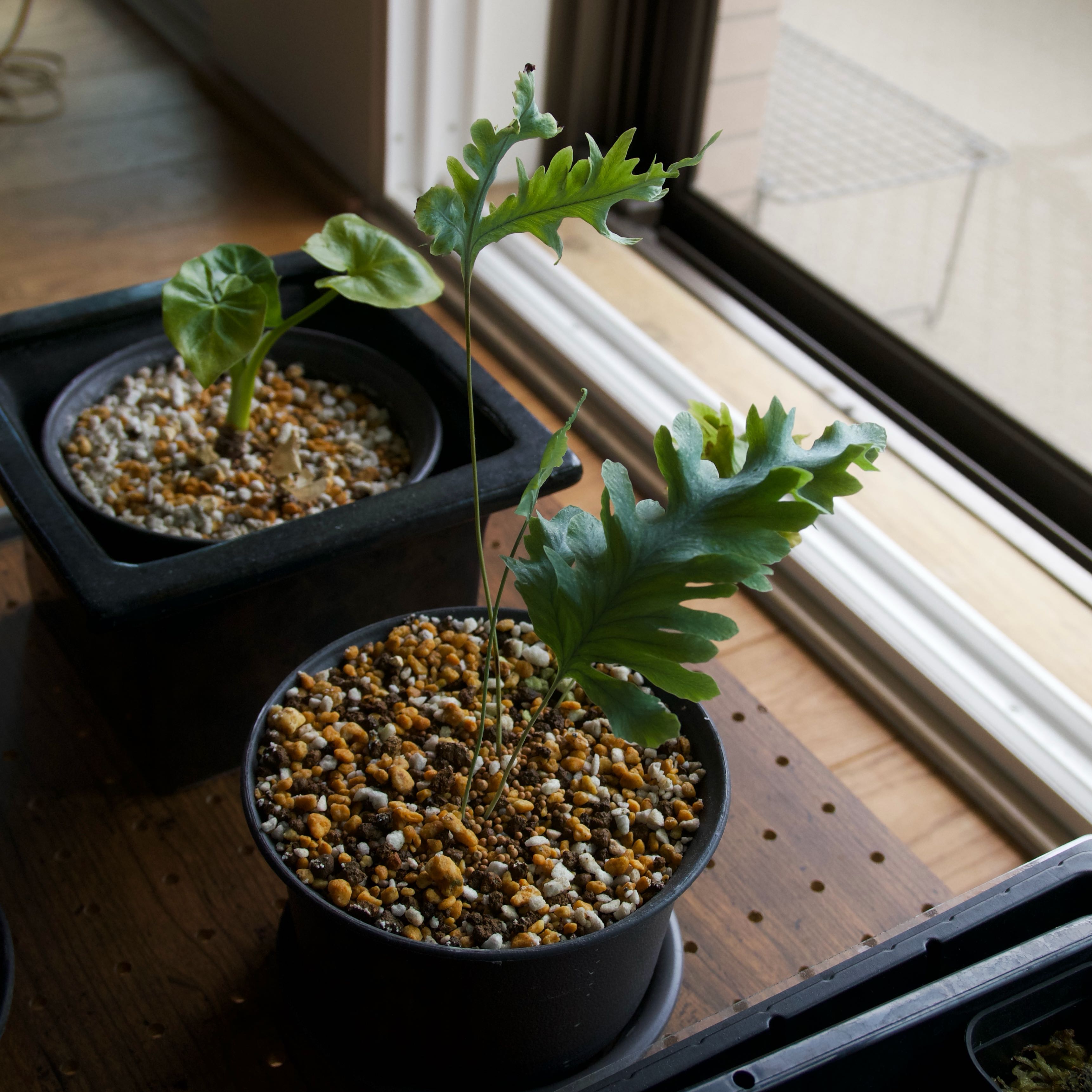 Photo of the plant species Phlebodium 'Davana' by @takanori named Aria on Greg, the plant care app