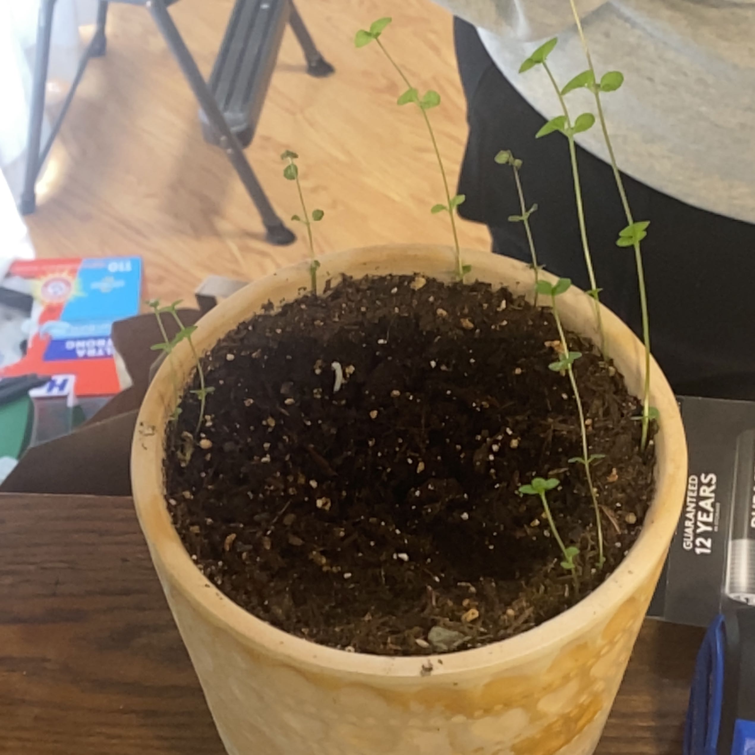 Photo of the plant species Mint 'Eau De Cologne' by @SugarAlocasia named Kobe on Greg, the plant care app