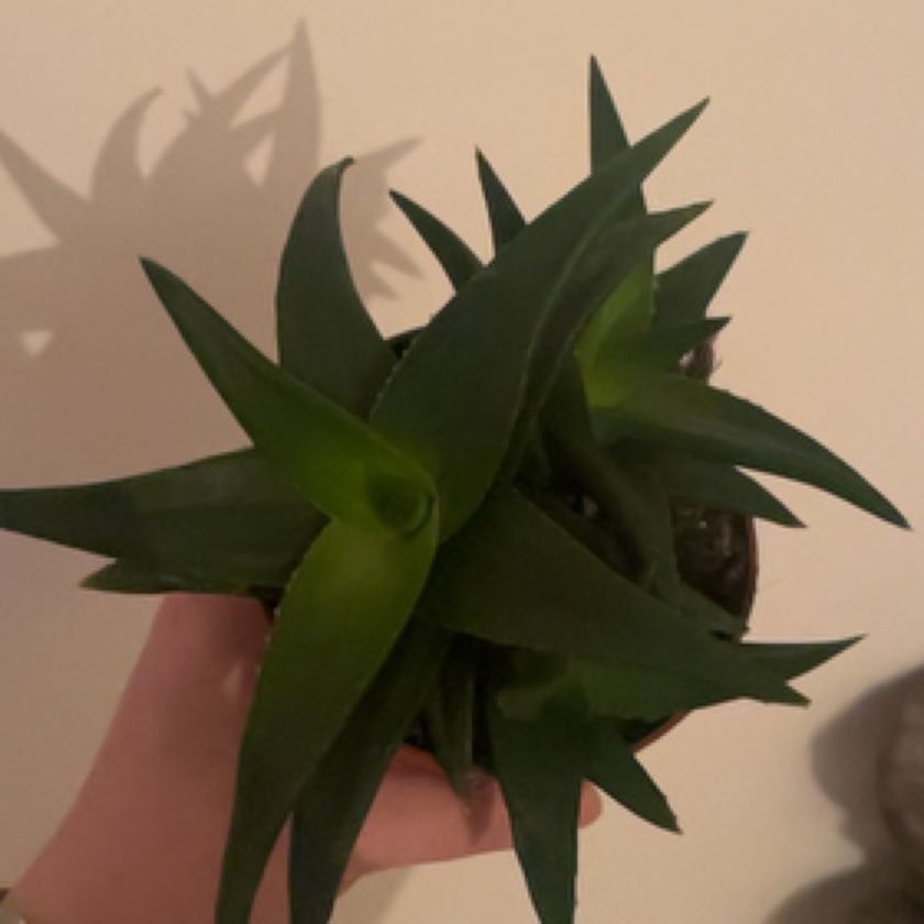 Photo of the plant species Haworthia pentagona by @LargeBaywillow named Sahara on Greg, the plant care app