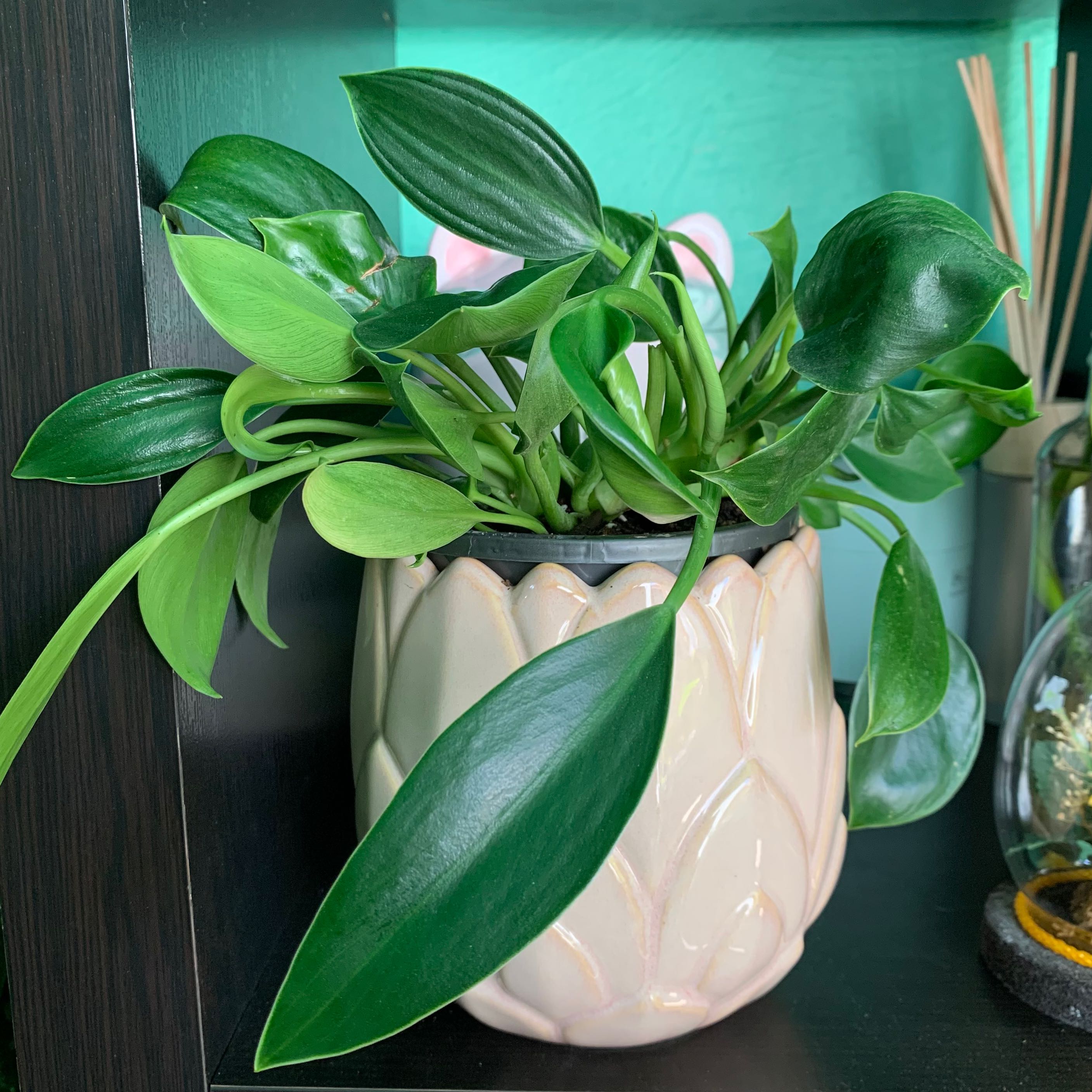 Photo of the plant species Philodendron 'Green Fat Boy' by @ForrealUrnplant named Bruce Lee on Greg, the plant care app