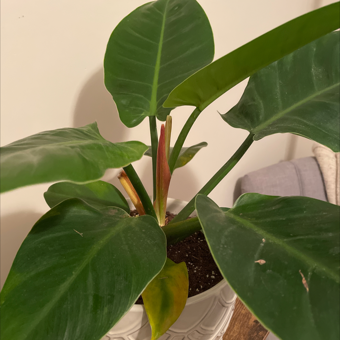 Philodendron 'Imperial Green' plant with visible soil and minor yellowing on one leaf.