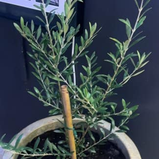 Olive Tree plant in New York, New York