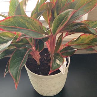 Chinese Evergreen plant in Littleton, Colorado