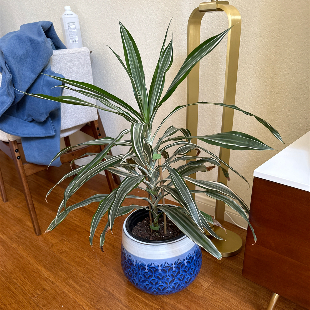 White Jewel Dracaena plant in a blue pot, healthy with green and white-striped leaves.