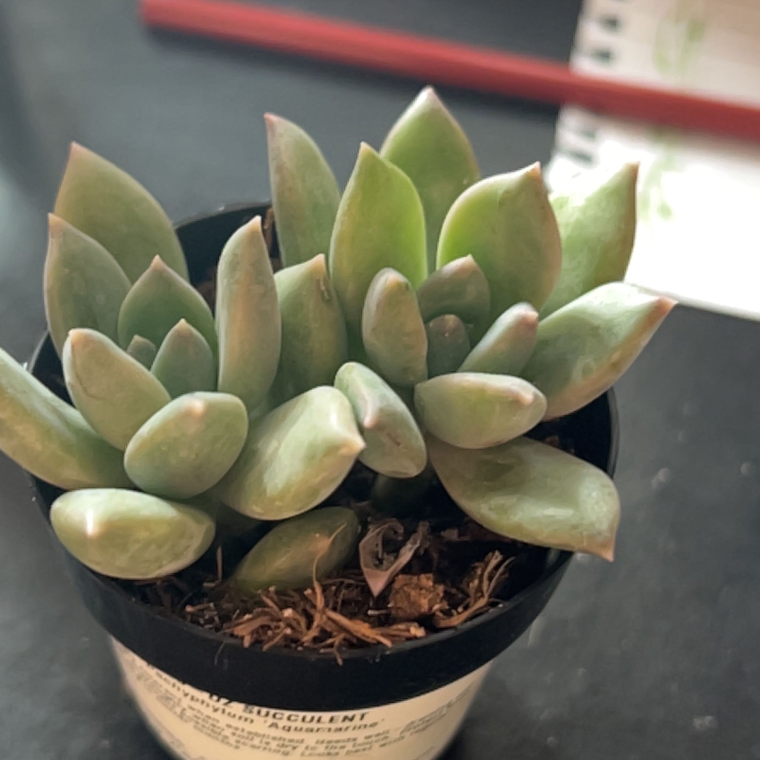 Pachyphytum 'Aquamarine' succulent in a small pot, healthy with plump leaves.