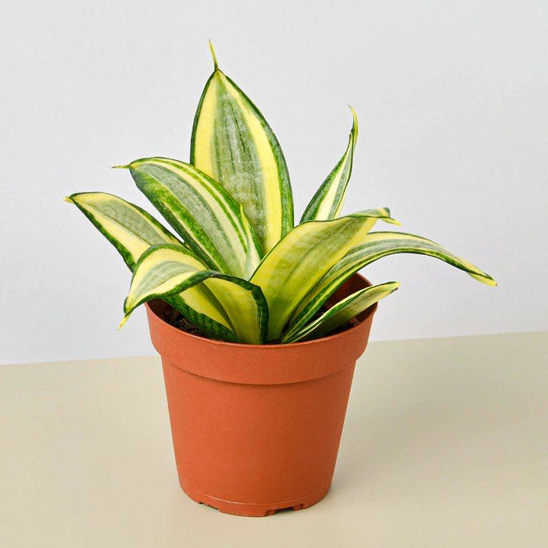 Photo of the plant species Bird's Nest Snake Plant by @FulfilledCatnip named Coco on Greg, the plant care app