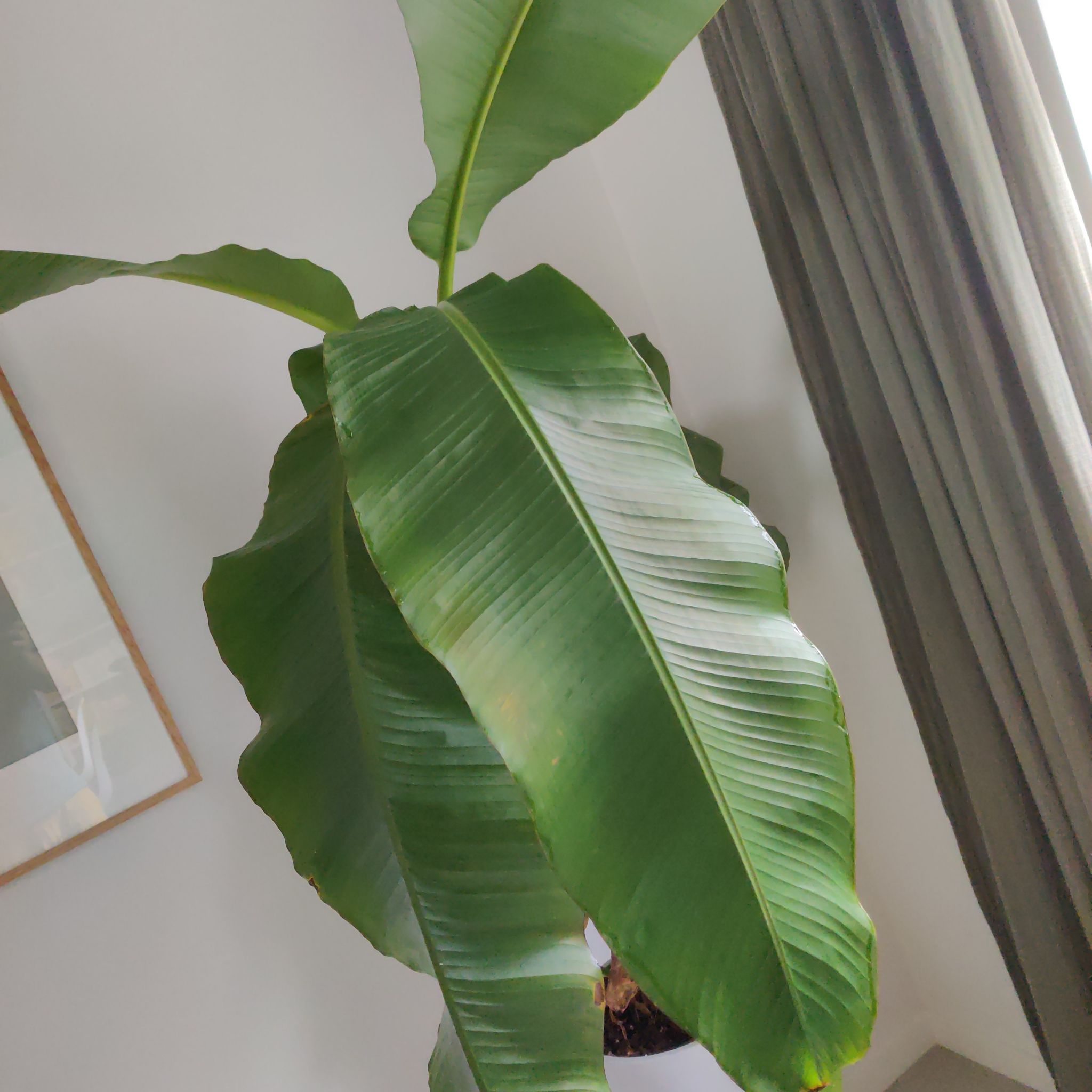 Japanese Banana plant with large green leaves indoors near a window.