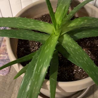 Aloe Vera plant in Philpot, Kentucky