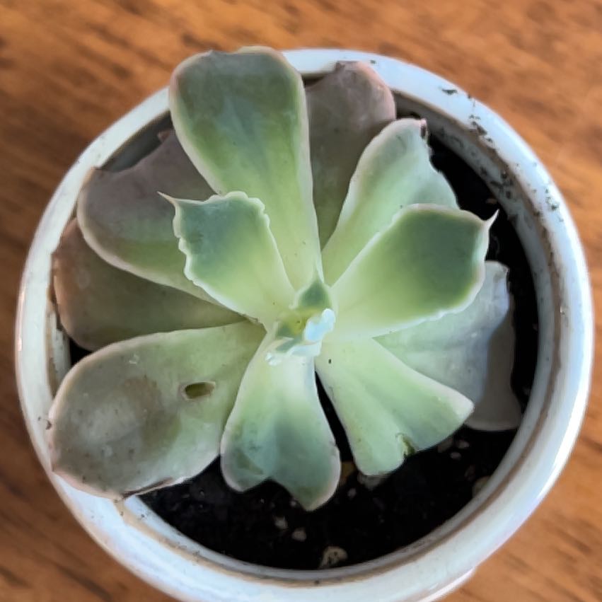 Photo of the plant species Echeveria by @HumaneToropapa named Eva on Greg, the plant care app