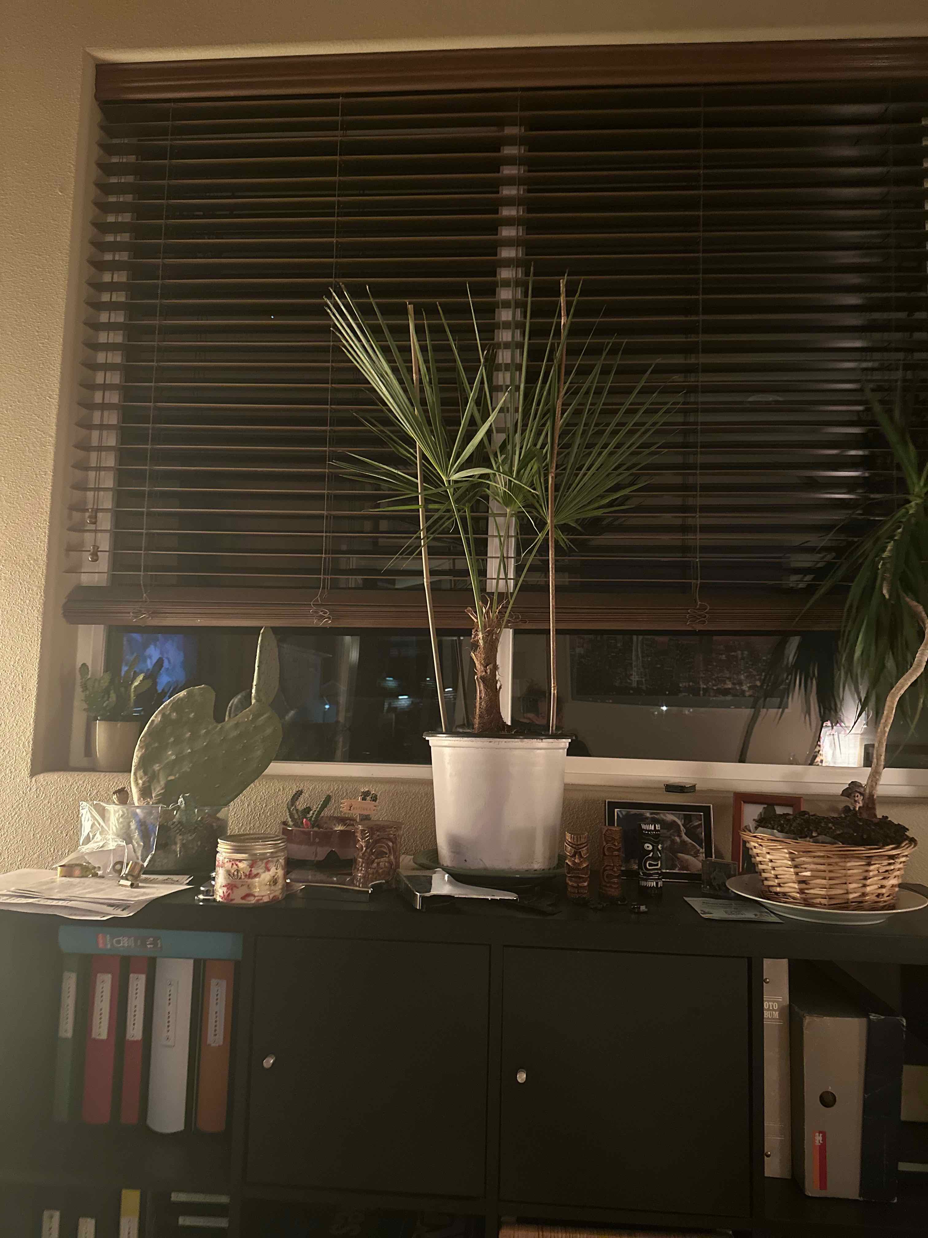 European Fan Palm in a white pot on a cabinet near a window with blinds.