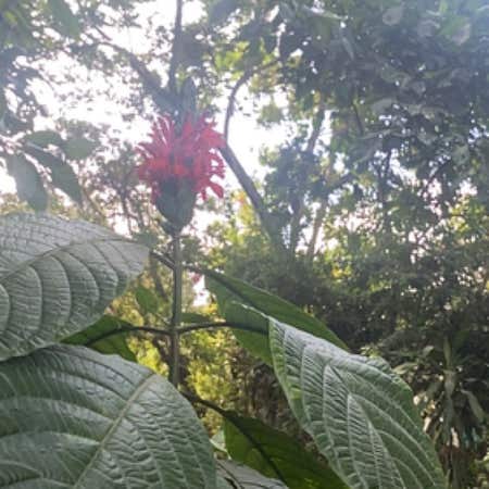 Photo of the plant species Brazilian Red-Cloak by Sirramarama named Sigmund on Greg, the plant care app
