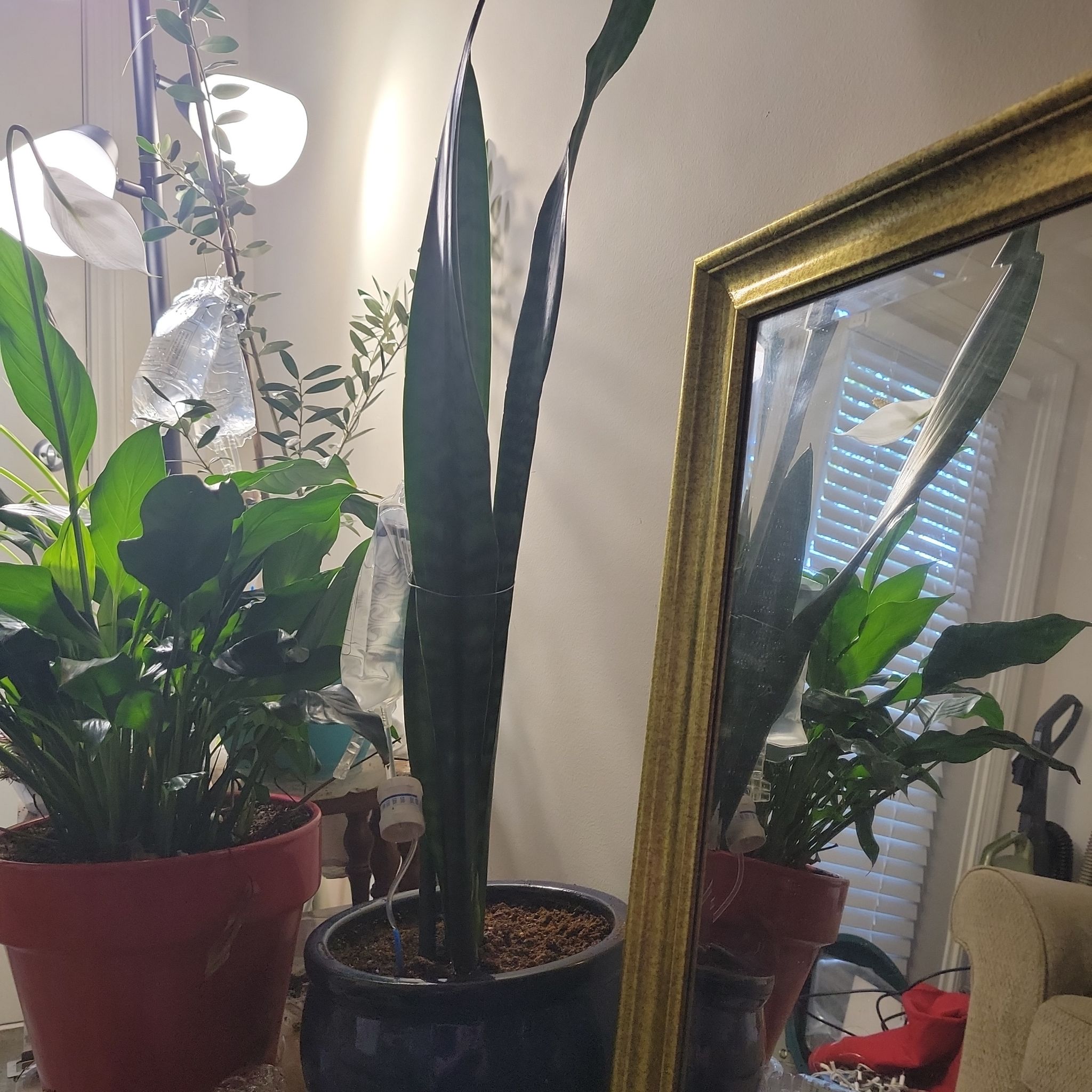 🐍 plant