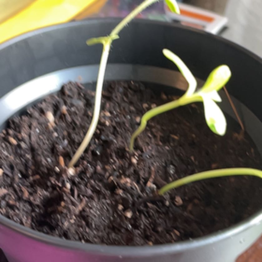 Photo of the plant species Sunflower Goldeneye by @SpunkyRadish named Athena on Greg, the plant care app