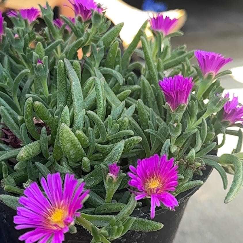 Purple Ice Plant with vibrant purple flowers and green foliage in a pot.