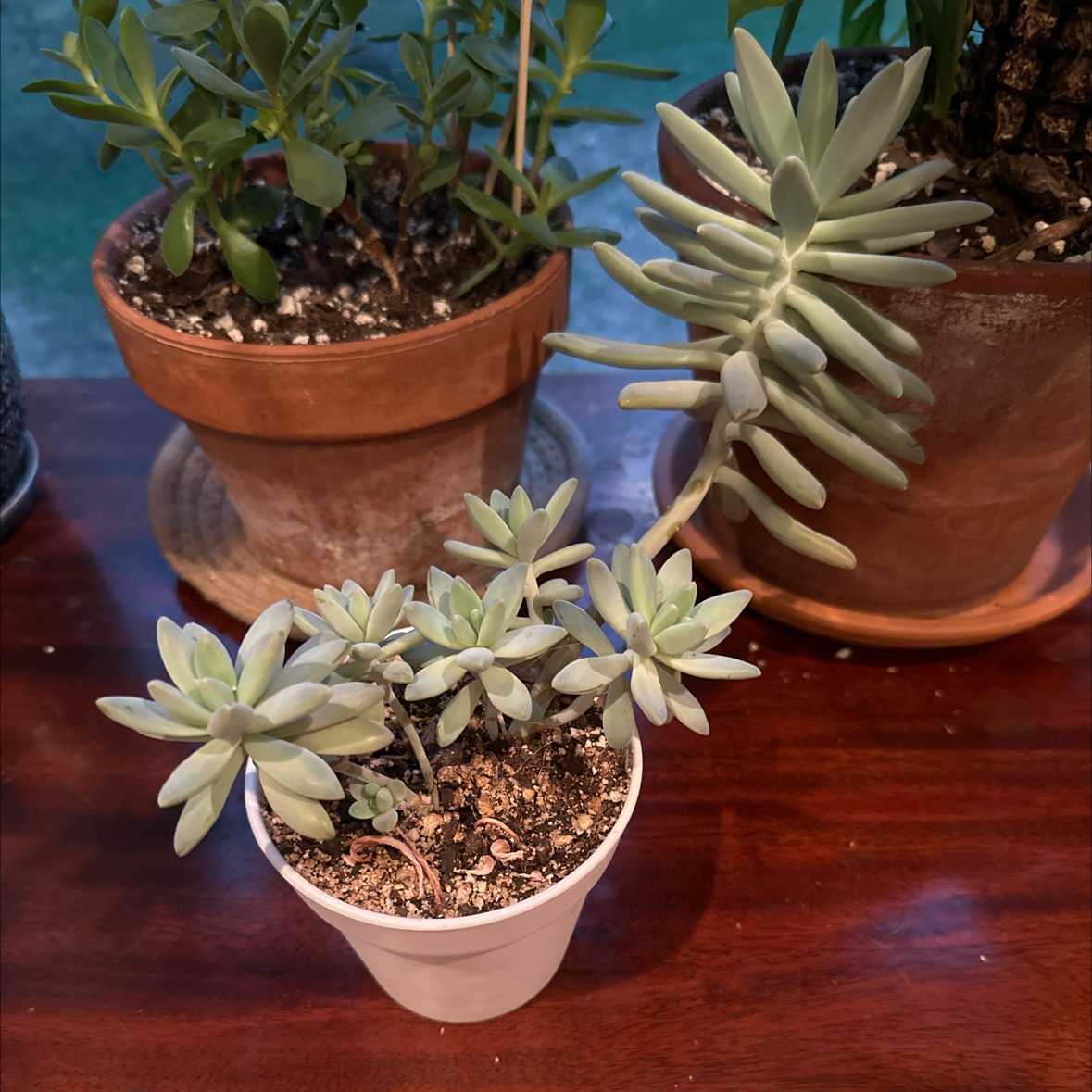 Pachyveria Little Jewel succulent in a white pot, healthy with visible soil.