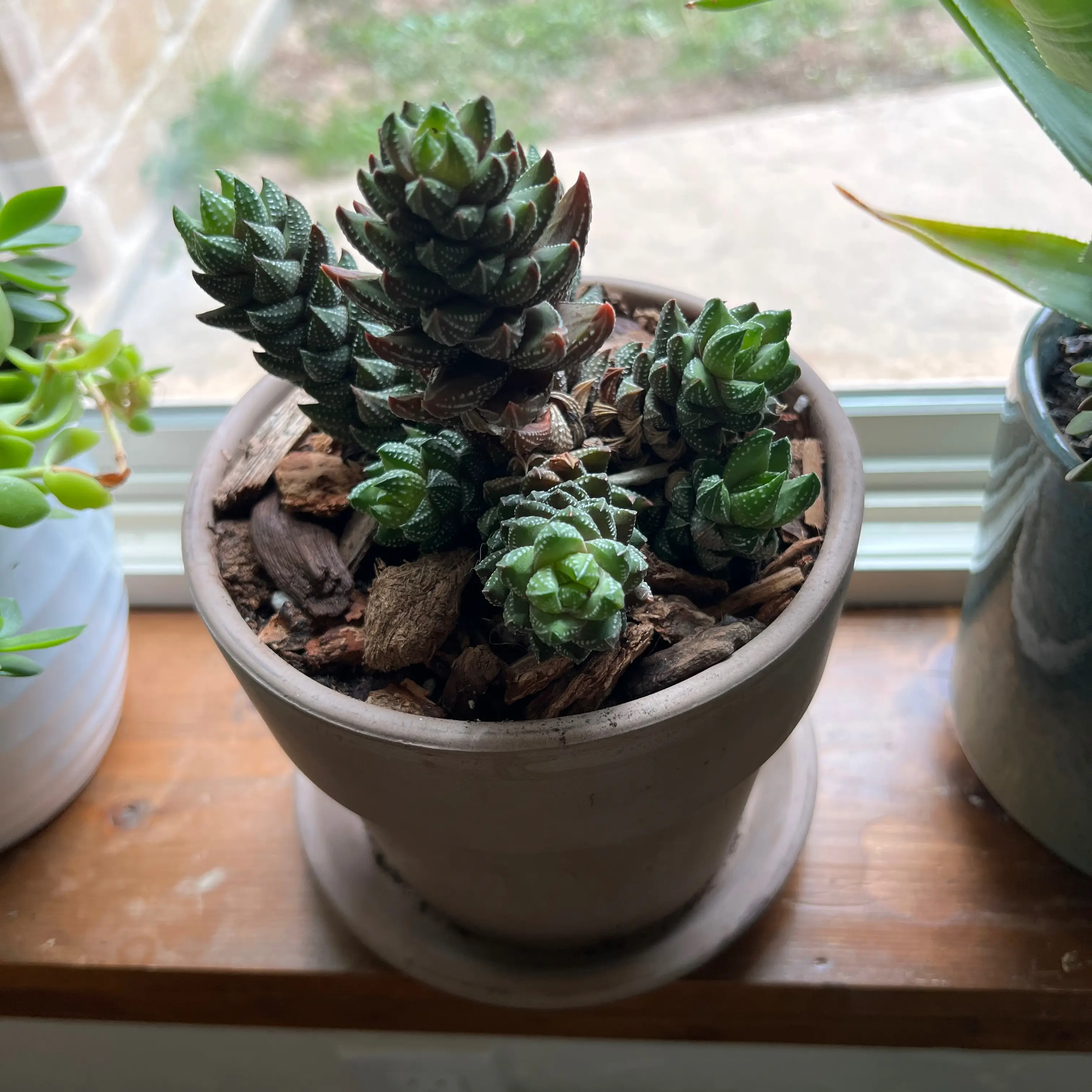 Potted Zebra Wart plant on a windowsill, surrounded by other plants.
