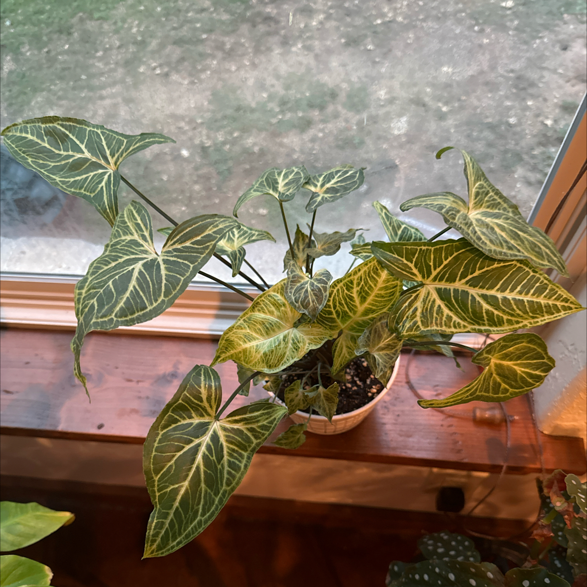 Syngonium 'Batik' plant with variegated leaves, some yellowing and browning, on a windowsill.