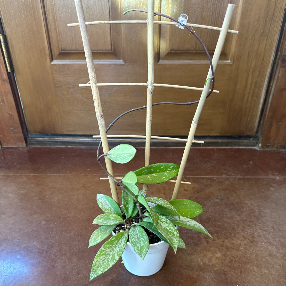 Photo of the plant species Pink Silver Pubicalyx by @PaigeB named H Pink Silver on Greg, the plant care app