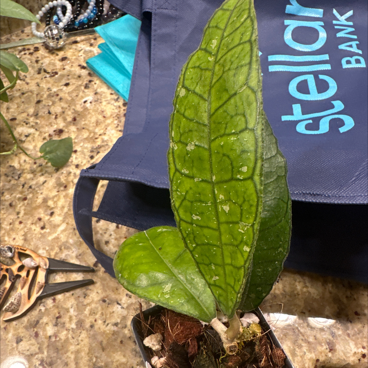 Photo of the plant species Hoya finlaysonii by @PaigeB named H Nong Nooch on Greg, the plant care app