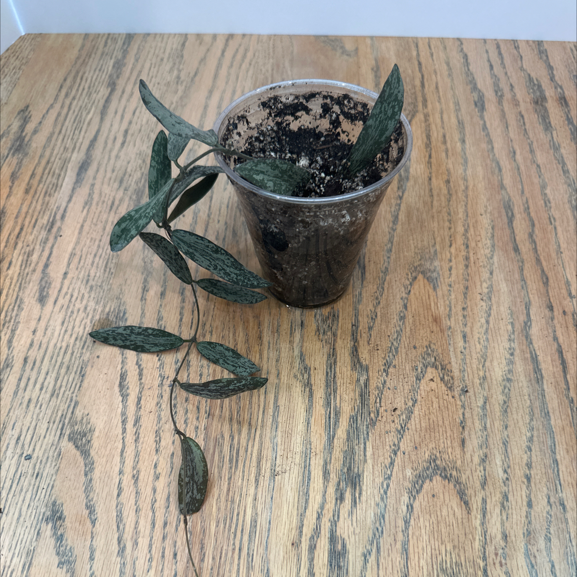 Hoya Sigillatis plant in a clear plastic pot on a wooden surface with speckled leaves.