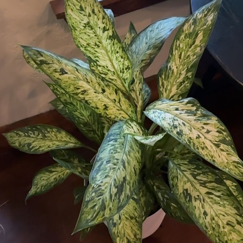 Photo of the plant species Indo-China Aglaonema by @PaigeB named Spring Snow on Greg, the plant care app
