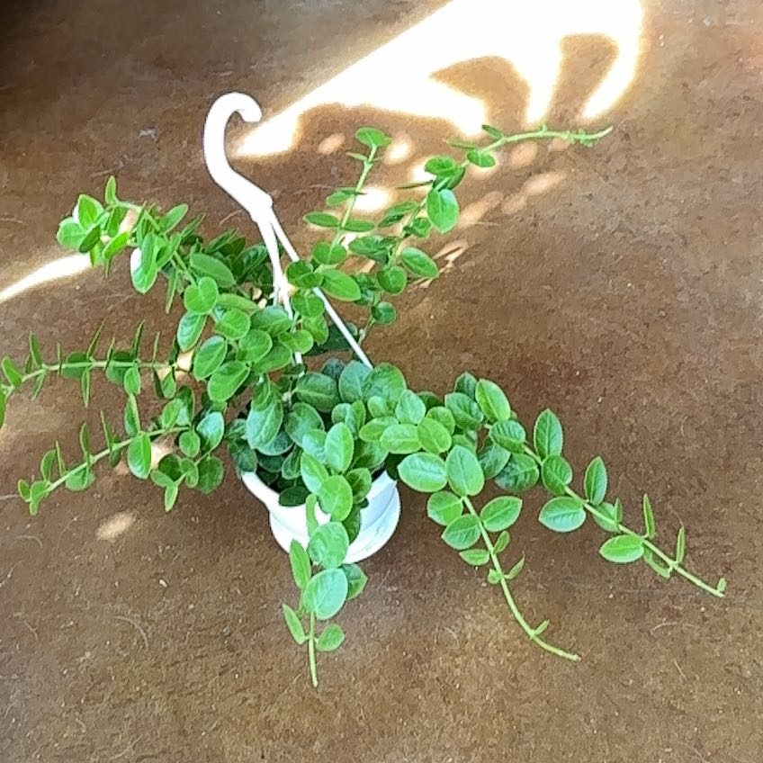 Bush Hoya plant in a white hanging pot with vibrant green leaves.