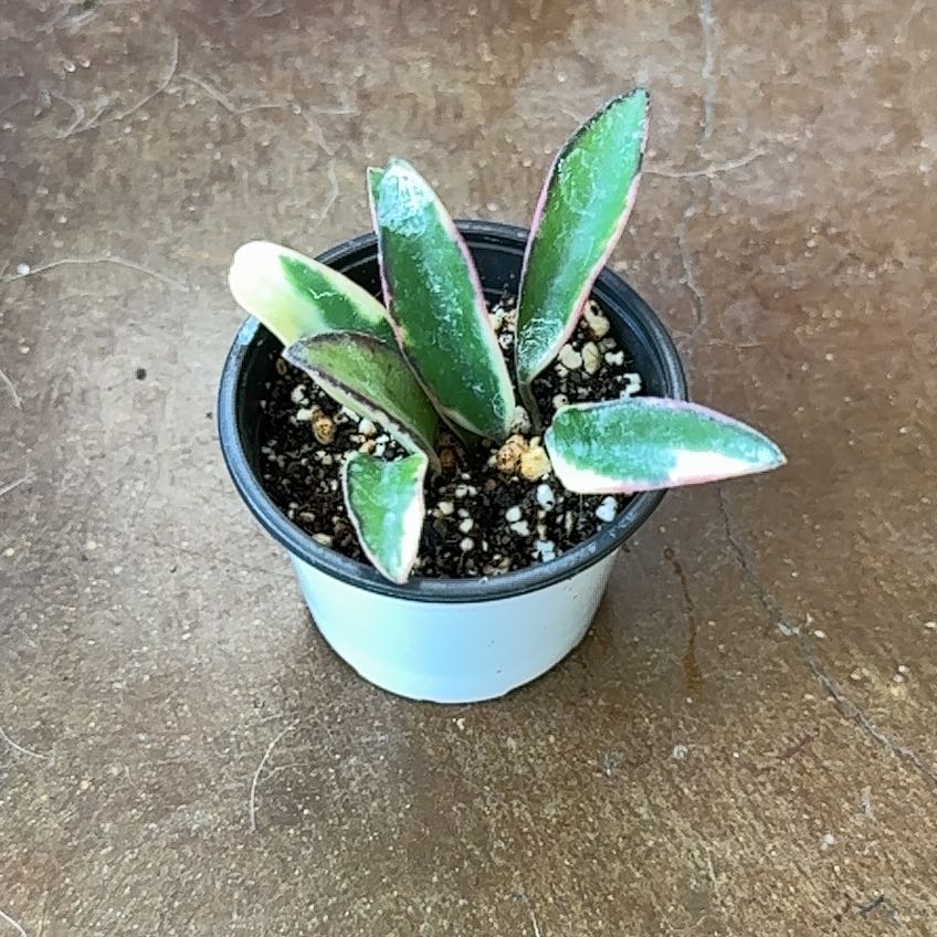 Photo of the plant species Hoya Lori Lyn by @PaigeB named H Lori Lyn on Greg, the plant care app