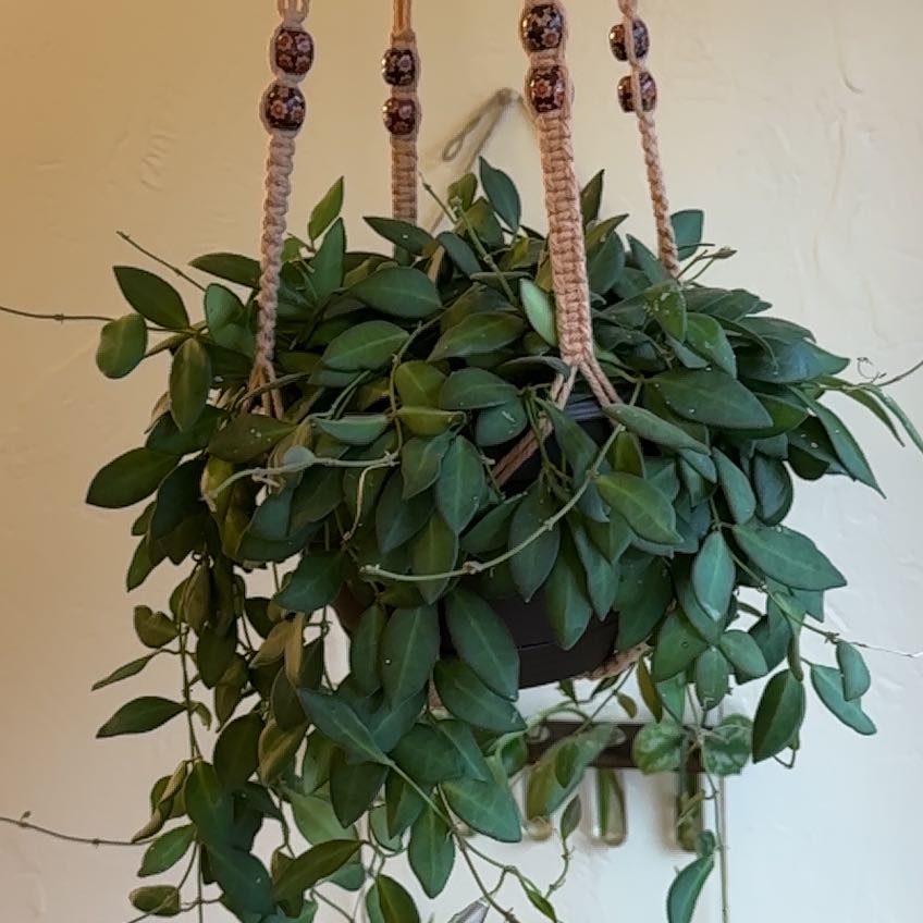 Photo of the plant species Hoya sp. aff. burtoniae by @PaigeB named H s a Burtoniae on Greg, the plant care app
