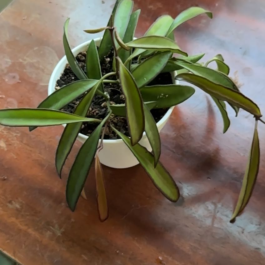 Photo of the plant species hoya wayeti by @PaigeB named H Wayetii on Greg, the plant care app