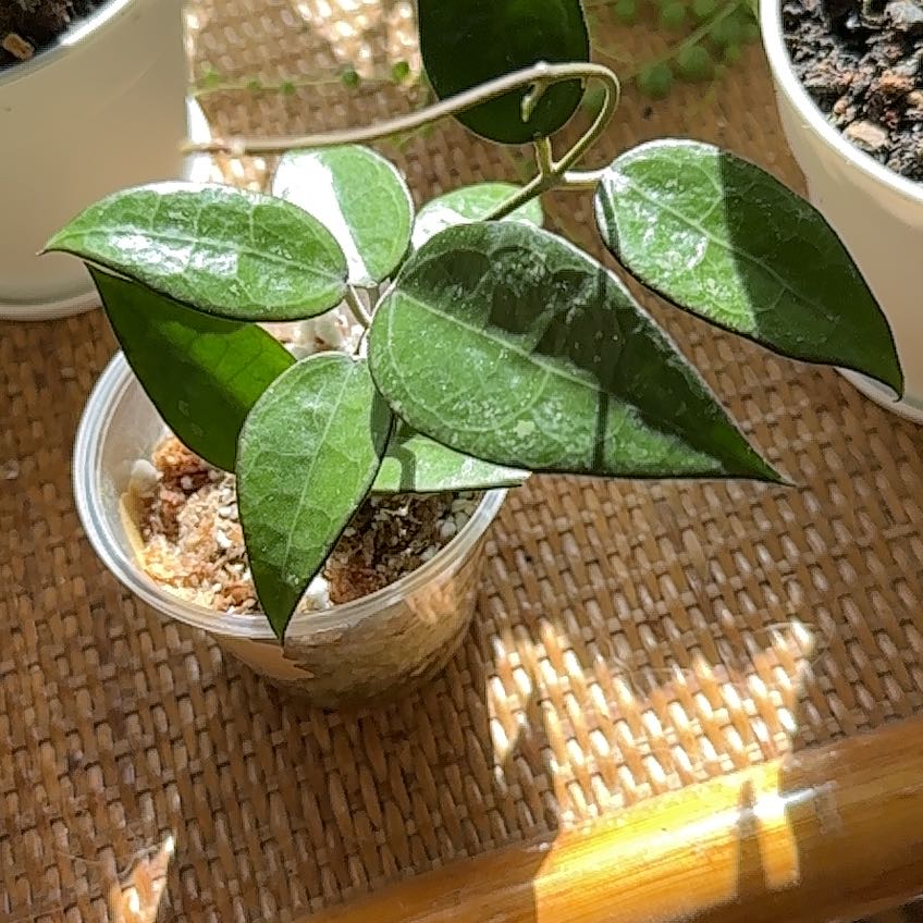 Hoya parasitica 'Black Margin' plant in a small pot with healthy, glossy leaves.
