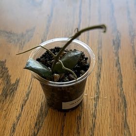 Photo of the plant species Royal Splash Hoya Lacunosa by @PaigeB named Royal Splash on Greg, the plant care app