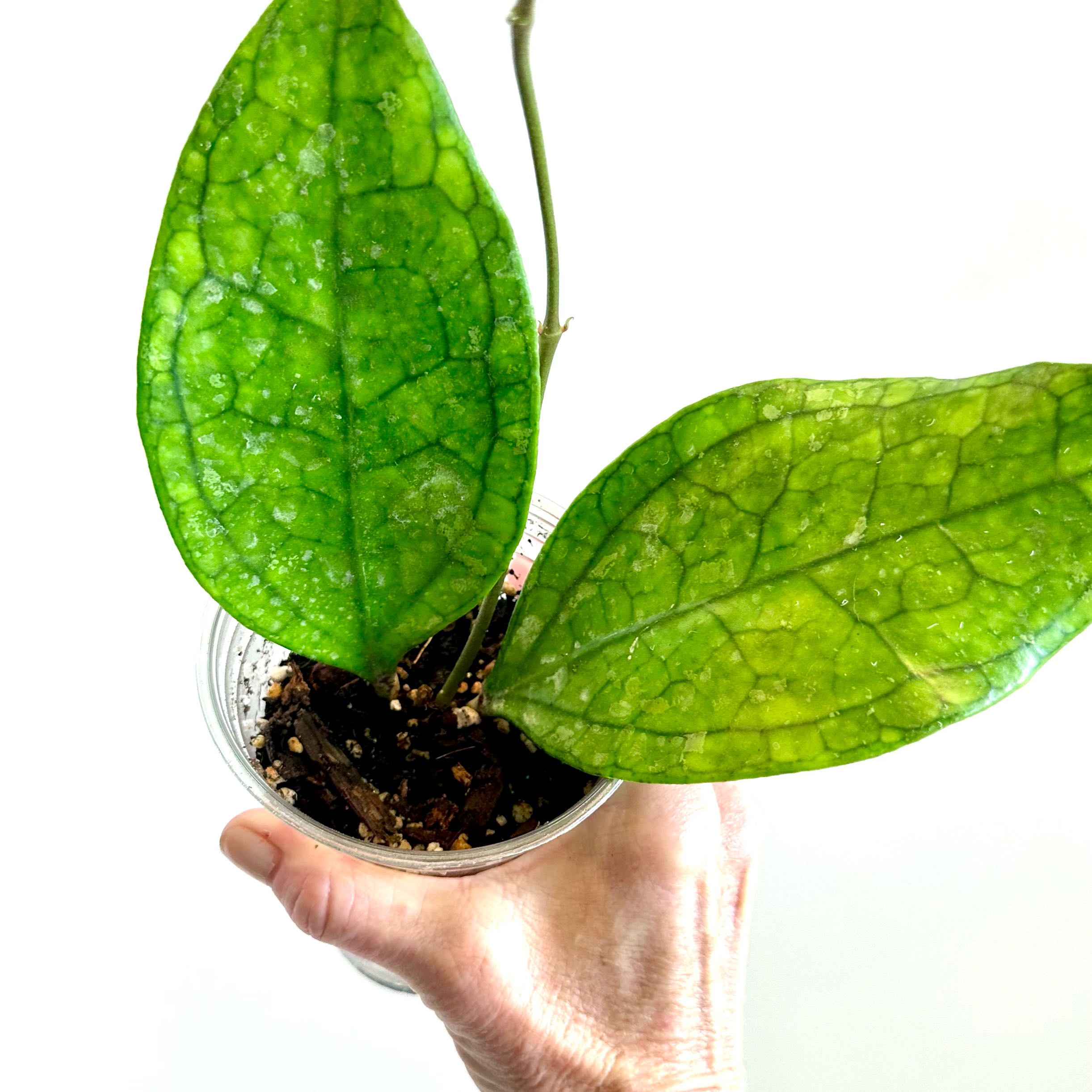 Photo of the plant species Hoya Germany by @PaigeB named H Germany on Greg, the plant care app