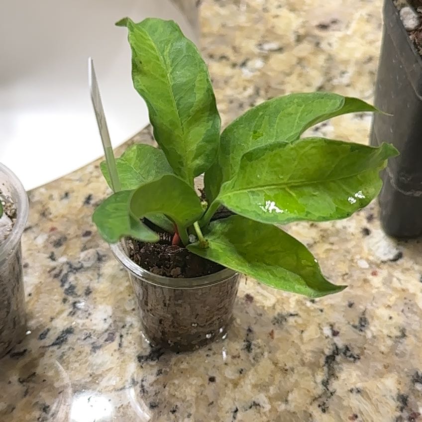 Photo of the plant species Variegated Hoya 'multiflora' by @PaigeB named H Multiflora Variegated on Greg, the plant care app