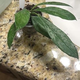 Photo of the plant species Hoya griffithii by @PaigeB named H Griffithii splash on Greg, the plant care app