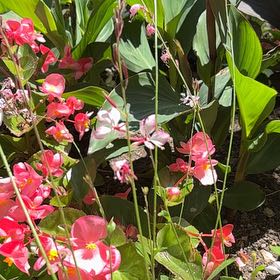 Photo of the plant species Lindheimer's Beeblossom by @HolyBlueginger named Curie on Greg, the plant care app