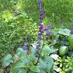 Photo of the plant species Anise-Scented Sage by @HolyBlueginger named Luna on Greg, the plant care app