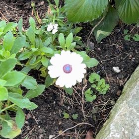 Photo of the plant species Weather Prophet by @HolyBlueginger named Michelle Branch on Greg, the plant care app