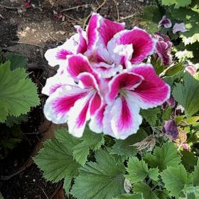 Photo of the plant species Garden Tulip by @HolyBlueginger named Prince on Greg, the plant care app