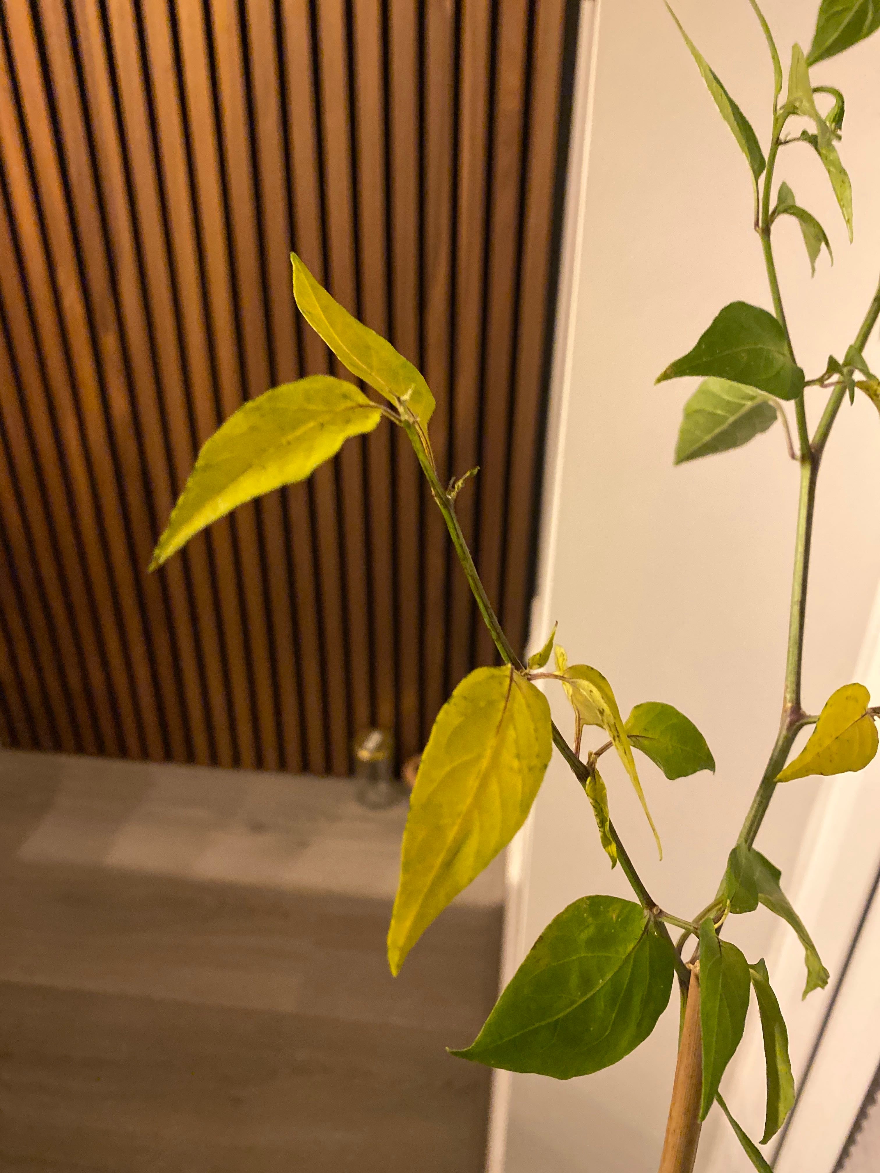 Why’s my chilli plant’s leaves turning yellow this time?