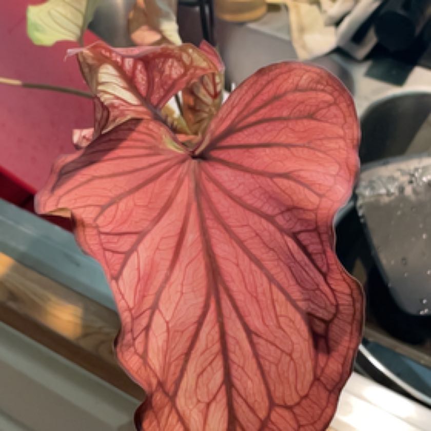 Photo of the plant species Desert Sunset Caladium by @ComicSedum named Morgan Treeman on Greg, the plant care app