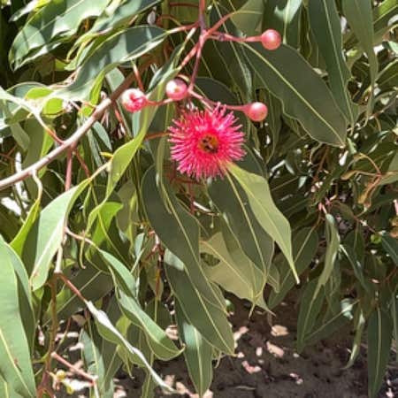 Photo of the plant species Flowering Gum by @DotingWhitestar named Taylor Swift on Greg, the plant care app