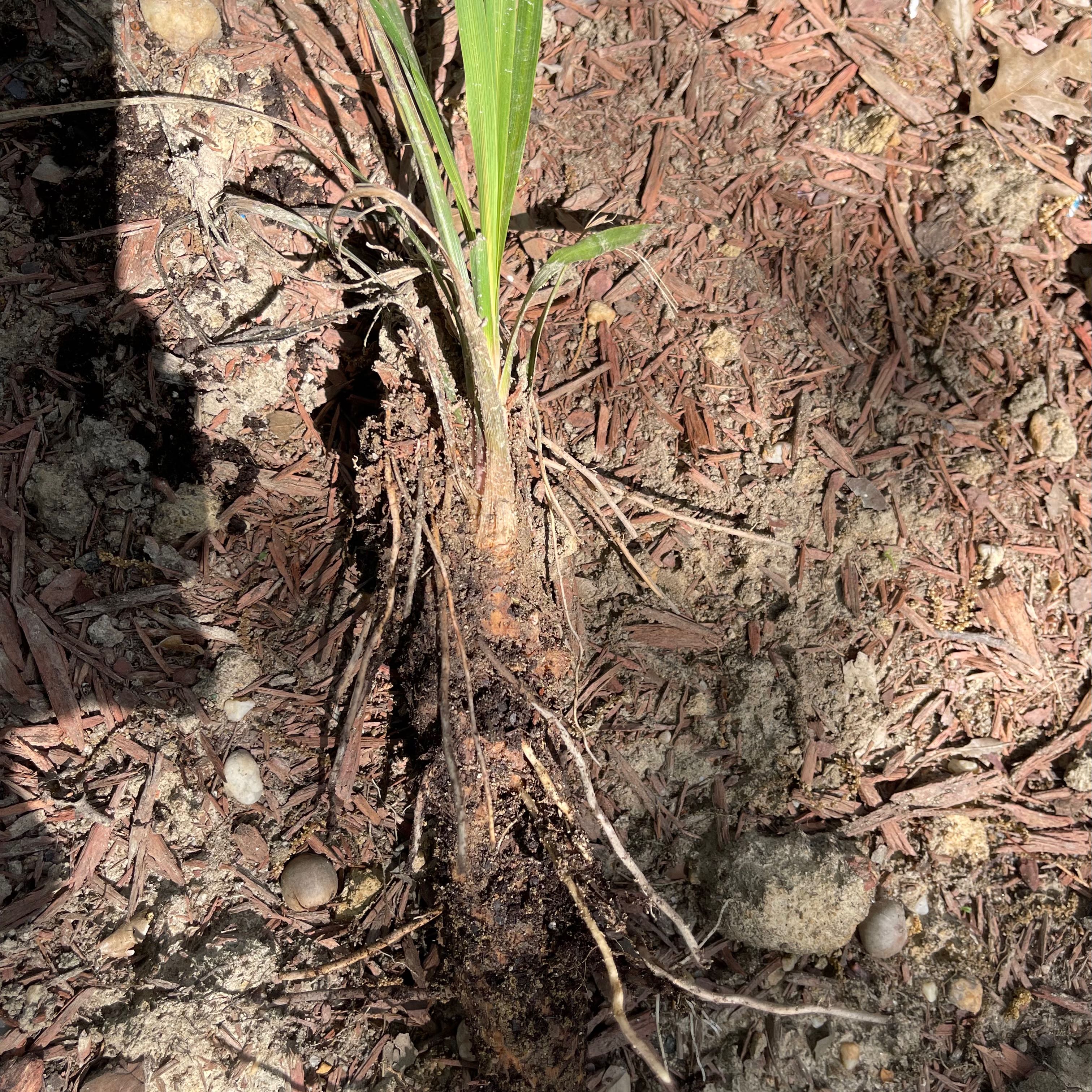 Young Chinese Windmill Palm with visible roots lying on the ground with soil and mulch.